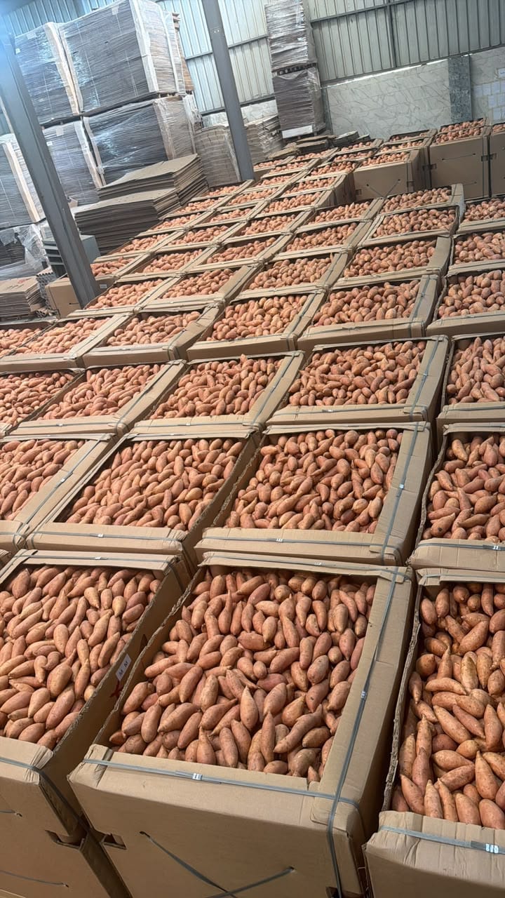 Large cardboard bins filled with sorted sweet potatoes in packing warehouse