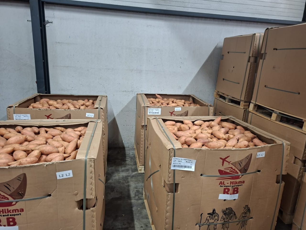 Al-Hikma branded cardboard bins of L2 sweet potatoes on wooden pallets