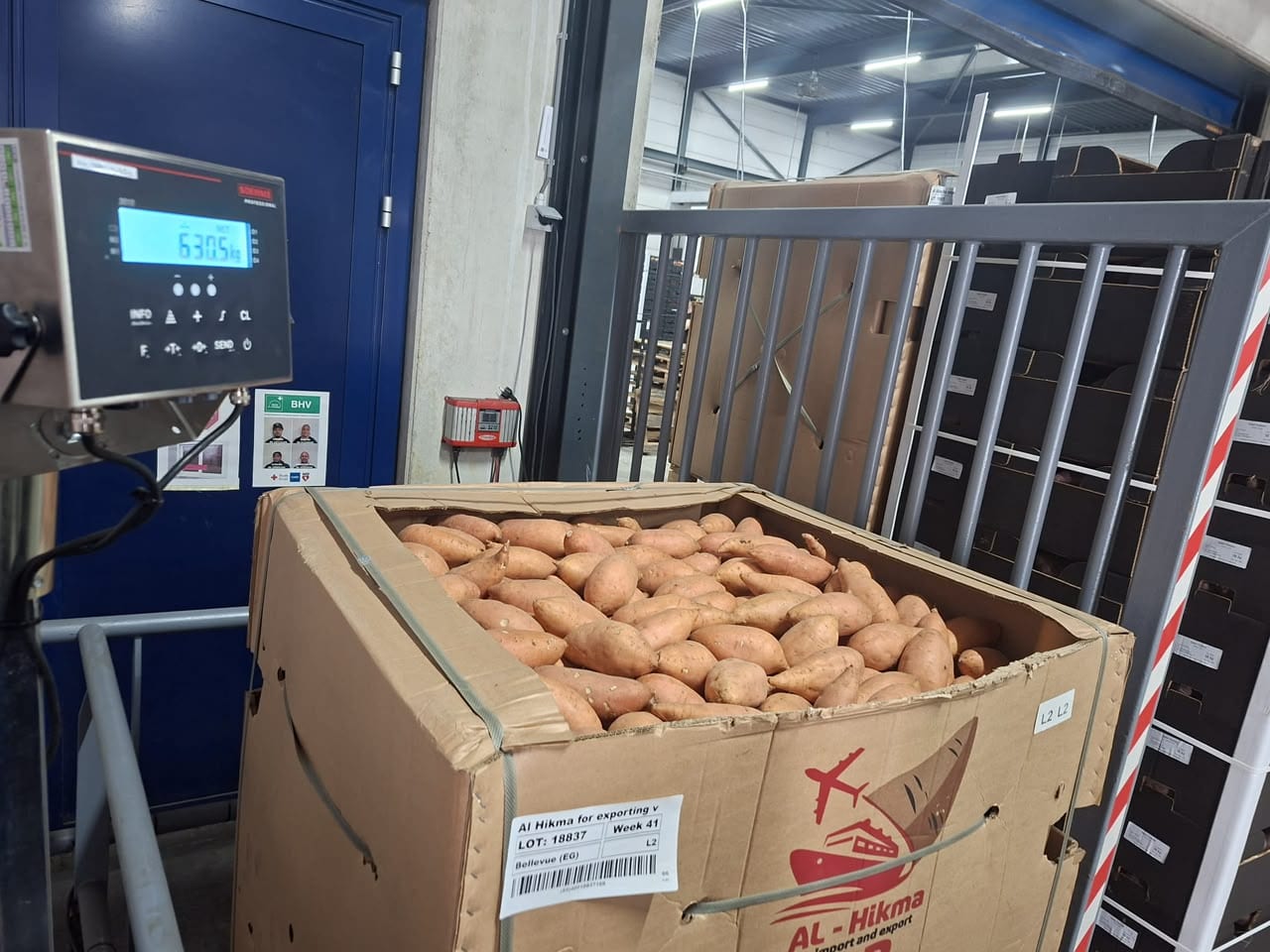 Al-Hikma sweet potato bin being weighed on industrial digital scale