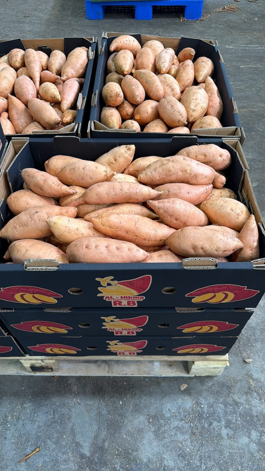 Sweet potato crates being sorted on the Al-Hikma packhouse floor
