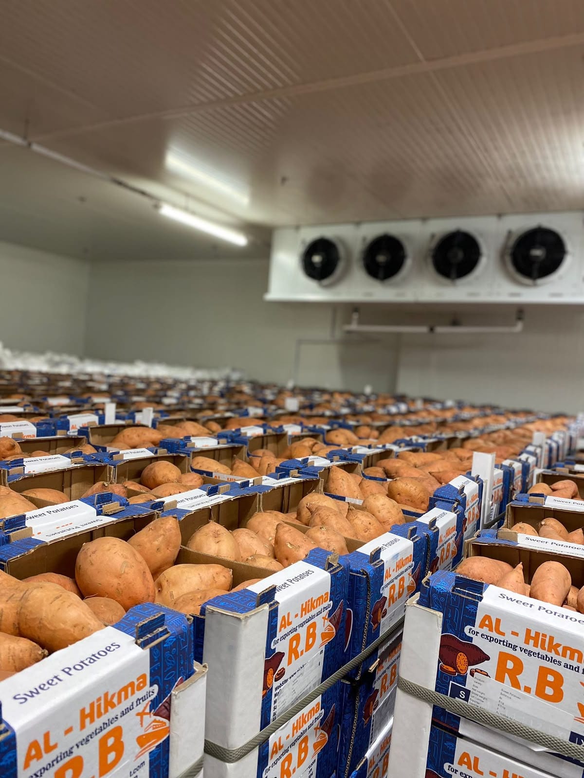 Al-Hikma 6 kg sweet potato cartons in the company's cold storage room